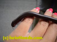 /home//u458753944/public_html/sourcegallery//////////////////Insects and small critters/millipedes and centipedes/DSCN1194.JPG